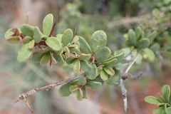 Putterlickia saxatilis