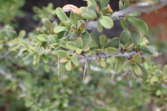 Putterlickia saxatilis