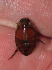 Thermonectus nigrofasciatus