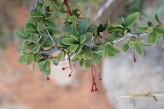 Putterlickia saxatilis