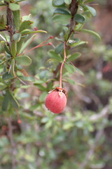 Putterlickia saxatilis