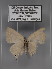 Pilodeudorix caerulea