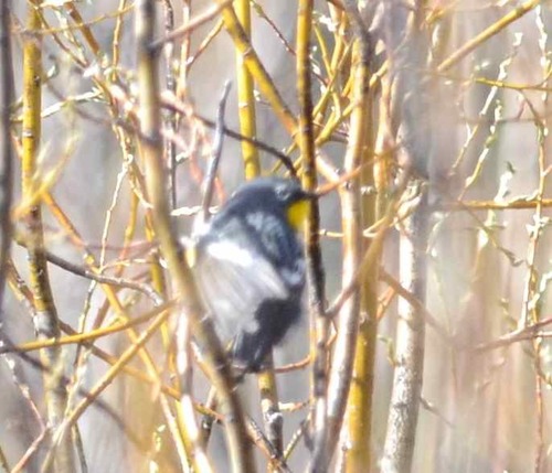 iNaturalist observation photo of Audubon's Warbler