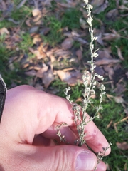 Artemisia
