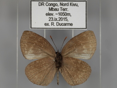 Stempfferia cinerea