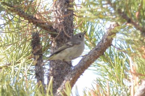 iNaturalist observation photo of Ruby-crowned Kinglet
