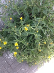 Helminthotheca echioides