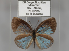 Stempfferia cinerea