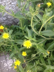 Helminthotheca echioides