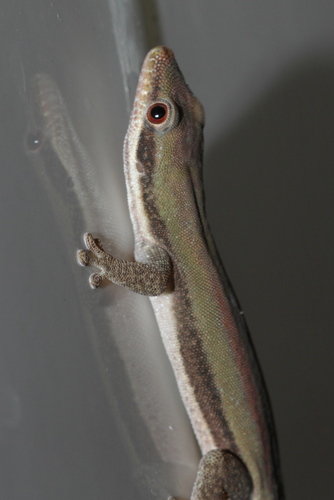 Modest Day Gecko