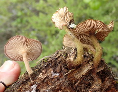 Lentinus stuppeus
