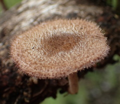 Lentinus stuppeus