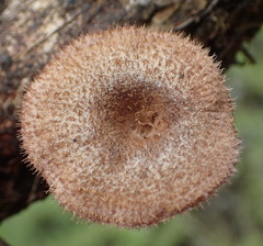 Lentinus stuppeus