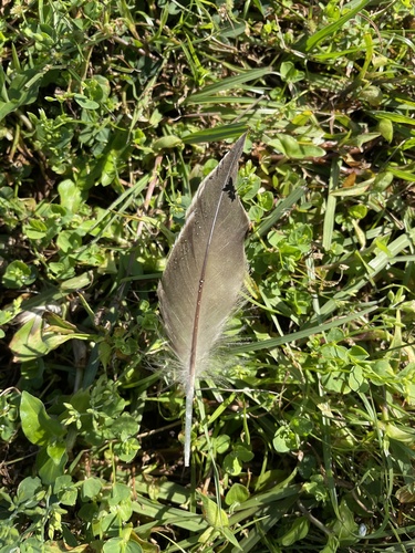 Plume de Canard pilet