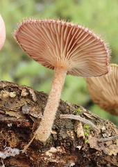 Lentinus stuppeus