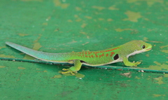 Phelsuma quadriocellata