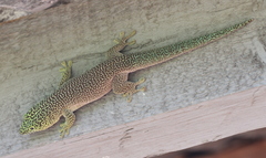 Phelsuma standingi