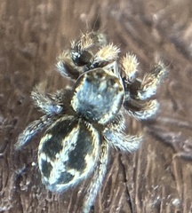 Pellenes tripunctatus