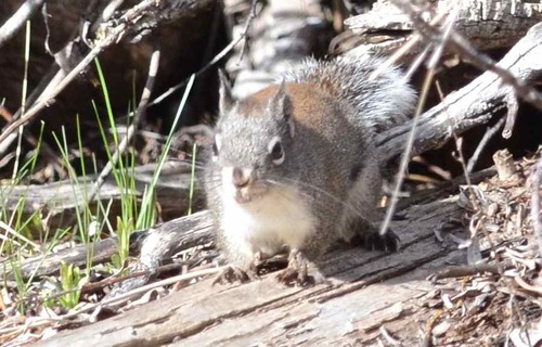 iNaturalist observation photo of Douglas's Squirrel