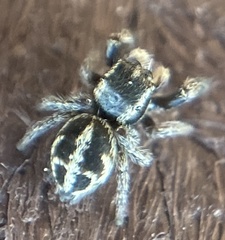 Pellenes tripunctatus