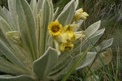 Espeletia pycnophylla