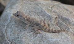 Pristurus carteri