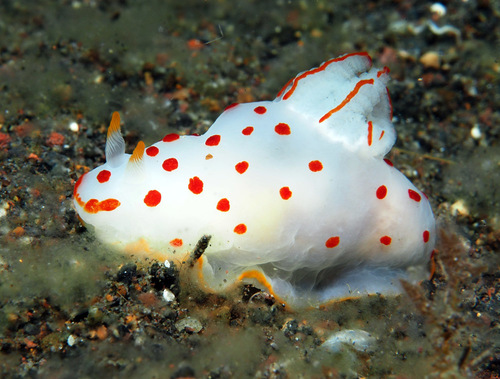 Gymnodoris ceylonica