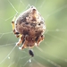 Hump Back Araneid Spider - Photo (c) Rouxne Botha, some rights reserved (CC BY-NC), uploaded by Rouxne Botha