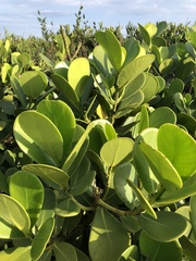 Clusia fluminensis