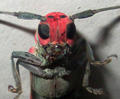 Prosopocera octomaculata