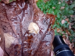 Neuroterus quercusbaccarum