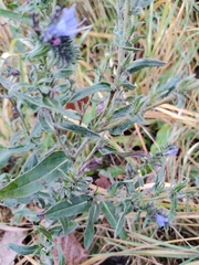 Echium vulgare