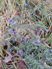 Echium vulgare