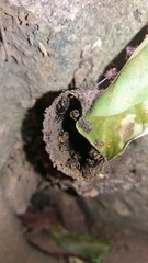 Nannotrigona testaceicornis