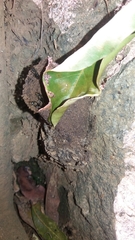 Nannotrigona testaceicornis