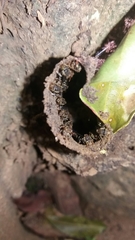 Nannotrigona testaceicornis