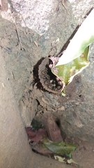 Nannotrigona testaceicornis