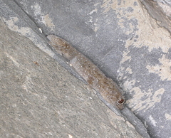 Tarentola gomerensis