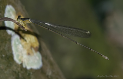 Pericnemis stictica