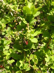 Berberis aetnensis