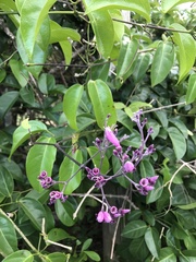 Fridericia floribunda