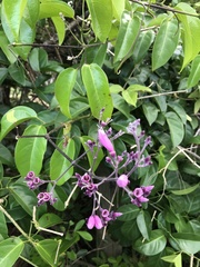 Fridericia floribunda