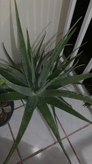 Aloe vera