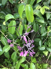 Fridericia floribunda