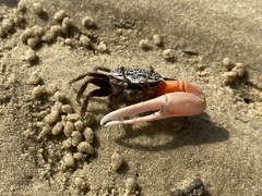 Austruca occidentalis