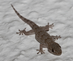 Tarentola mauritanica