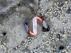 Austruca occidentalis