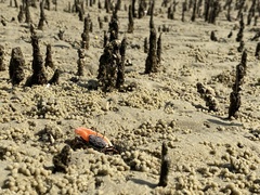 Austruca occidentalis