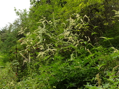 Actaea europaea