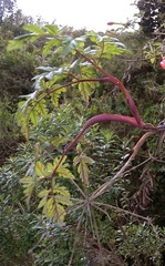 Arracacia moschata